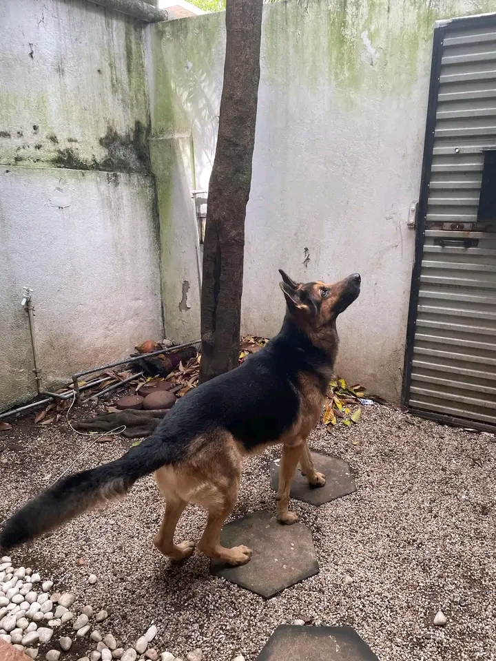 Video: POLICE USE GERMAN SHEPHERD SNIFFER DOG IN BUNGOMA TO DISBUSS PROTESTS,&nbsp;WATCH